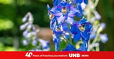 Deadly poisonous flowers may help develop new medicines, scientists find