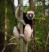 Lemurs Challenge Human Aging Assumptions in Surprising Study