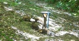 First pine marten kits spotted in Exmoor in success for reintroduction scheme
