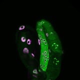 Leaving a mark: New research shows how longevity is inherited across generations