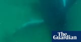 Humpback whale filmed apparently grieving its stillborn calf – video