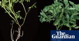 ‘This wasn’t obvious’: the potato evolved from a tomato ancestor, researchers find
