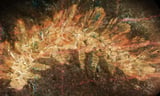 Fossil Once Mistaken for a Caterpillar Turns Out to Be an Entirely Different Species