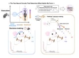 Unraveling the mysteries of habit formation