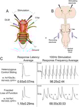 'Frazzled' fruit flies help unravel how neural circuits stay wired