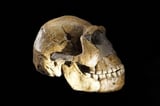 All known Homo naledi skeletons seem to be female