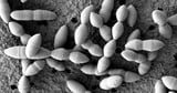 Japan research team discovers new gut bacterium that boosts cancer immunotherapy - The Mainichi