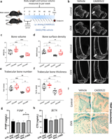 RUNX2 inhibitor CADD522 improves bone microarchitecture and lipid metabolism in post-menopausal bone loss