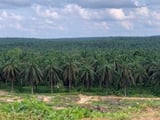 Tree islands restore nature in oil palm plantations