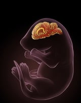Researchers Offer New Insights on Cells that Build Protective Brain Barriers | Newswise