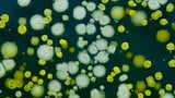 Frontiers | Research advance in correlation between childhood asthma and gut microbiota