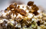 Genetic database shows some fungal crops became completely reliant on ants 27 million years ago