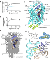 Structure of the human dopamine transporter and mechanisms of inhibition