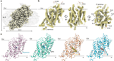 Dopamine reuptake and inhibitory mechanisms in human dopamine transporter