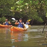 Over 50% of world's mangroves at risk due to climate change: IUCN