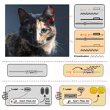 Molecular and genetic characterization of sex-linked orange coat color in the domestic cat