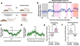 How The Vagus Nerve Promotes Healthy Cognition Via Acetylcholine Signaling
