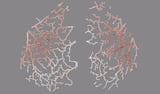 Blood flow makes waves across the surface of the mouse brain