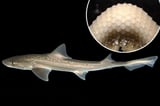'Surprised' scientists capture what sharks sound like for the first time ever: audio