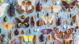 New estimate: Earth has 14 to 20 million insect species