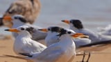 Deadly bird flu discovered in Victoria