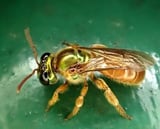 Queen bee pheromones help daughters decide whether to stay or leave the nest