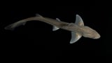 Listen to the first recorded evidence of a rig shark producing sound | CNN