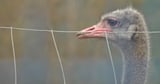Supreme Court of Canada dismisses B.C. ostrich farm attempt to save flock