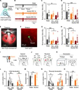 Optogenetics approach reveals how alcohol use disorder impairs cognitive flexibility