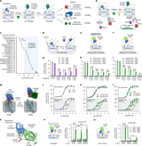 Synthetic GPCRs for programmable sensing and control of cell behaviour