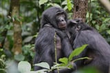 Bonobos in Congo form girl groups to fend off male aggression, study says