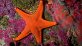 MIT's engineered starfish cells shape-shift in response to light