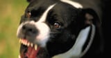 Man, 42, tragically dies after fatal dog attack in east London