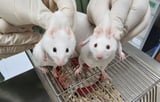 Genes of ancient animal relatives used to grow a mouse: Study reveals hidden history of stem cells