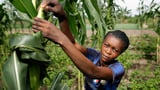 COP29: Smallholder Farmers Being Left Behind