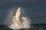 Great White Sharks Are Mysteriously Disappearing – And It’s Collapsing Ecosystems