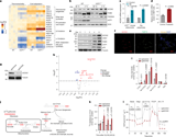 Peroxisomal metabolism of branched fatty acids regulates energy homeostasis