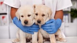Cyberattack on UK’s CVS Group disrupts veterinary operations