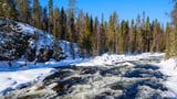 Trees continue to adapt through millions of years of climate change