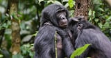 Bonobos form girl groups to fend off male aggression, study says