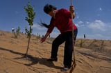China’s 'Green Great Wall' tames desert growth, but scientists warn the fight is not over