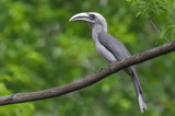 Gir's lost Hornbill takes flight again: Gujarat's reintroduction project records 4 years of successful breeding - DD India