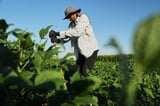 Scientists developing new soybean to store carbon, withstand drought | AP News
