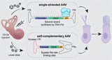 Gene therapy safeguards hearing, balance in preclinical test