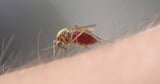 West Nile virus symptoms including deadly rash as disease hits UK for first time
