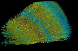 Ten years of neuroscience at Google yields maps of human brain