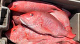 Red snapper permits suspended before recreational season begins