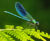 Dragonflies lived with dinosaurs, now they face their toughest fight for survival