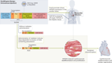 A tunable gene therapy for heart regeneration