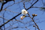 Cherry blossoms in Japan’s Kochi begin to bloom, seven days earlier than in 2025
